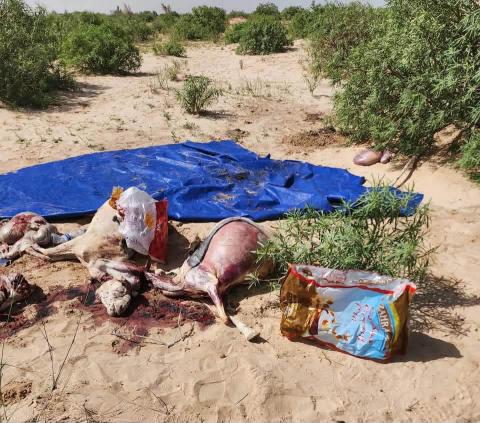ضبط مواشي مذبوحة بطرق غير شرعية في نواكشوط